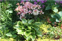 87b683ee-IMG_7067 hosta, rododendron.jpg